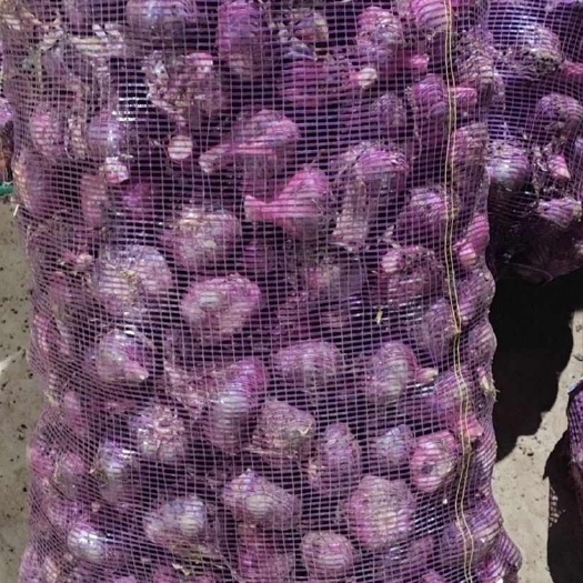 鹤庆县云南大理新鲜紫皮蒜 批发优质大蒜 鹤庆县直发