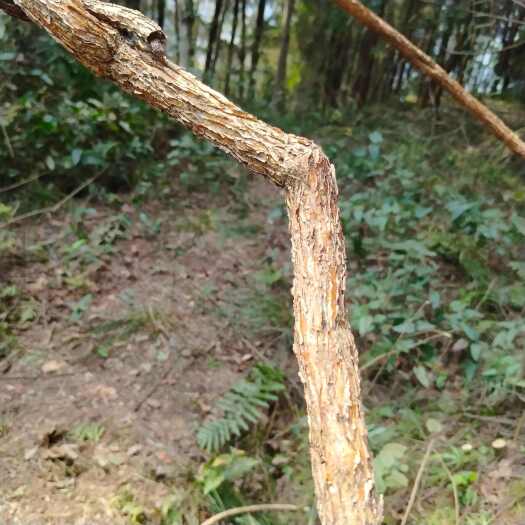 阆中市四川优质海风藤中药材 纯正天然 寻 批发合作