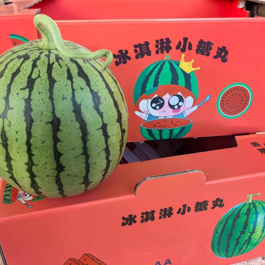 砀山县西瓜.小糖丸西瓜.早春红玉西瓜.小西瓜.砀山县货源，价格实惠