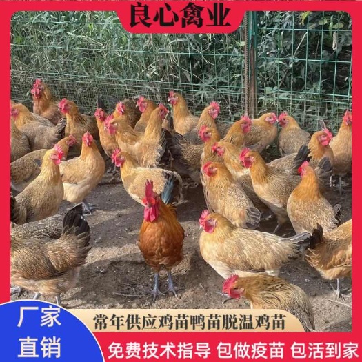 衡阳基地直卖鸡苗蛋鸡苗跑山鸡苗另有黄土鸡苗五黑鸡苗绿壳蛋鸡苗鸭苗