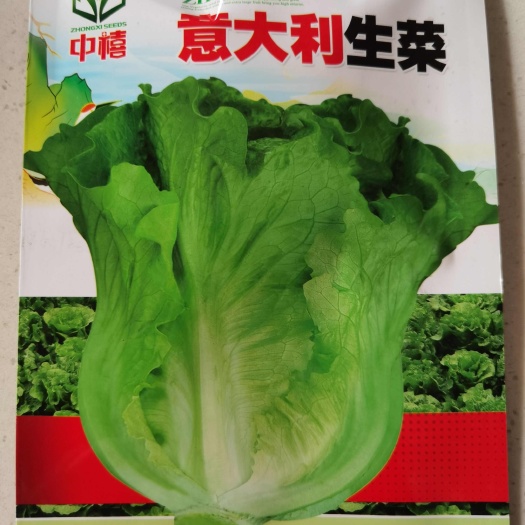 意大利生菜种子口感爽脆叶色翠绿植株紧凑半结球叶球一致性好