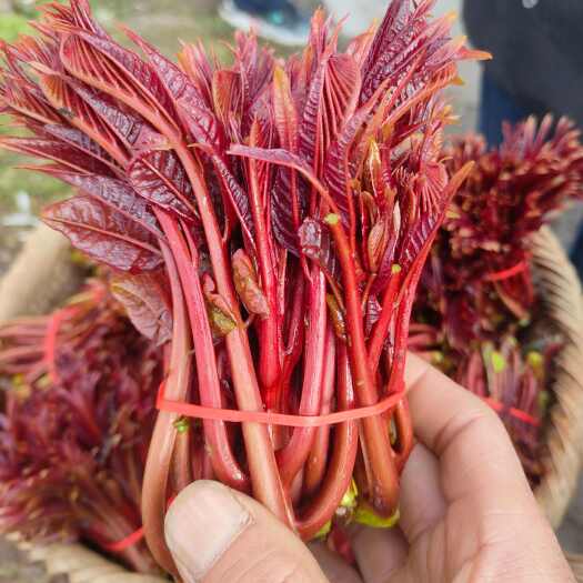 大竹县四川大竹红油6号香椿芽 头茬