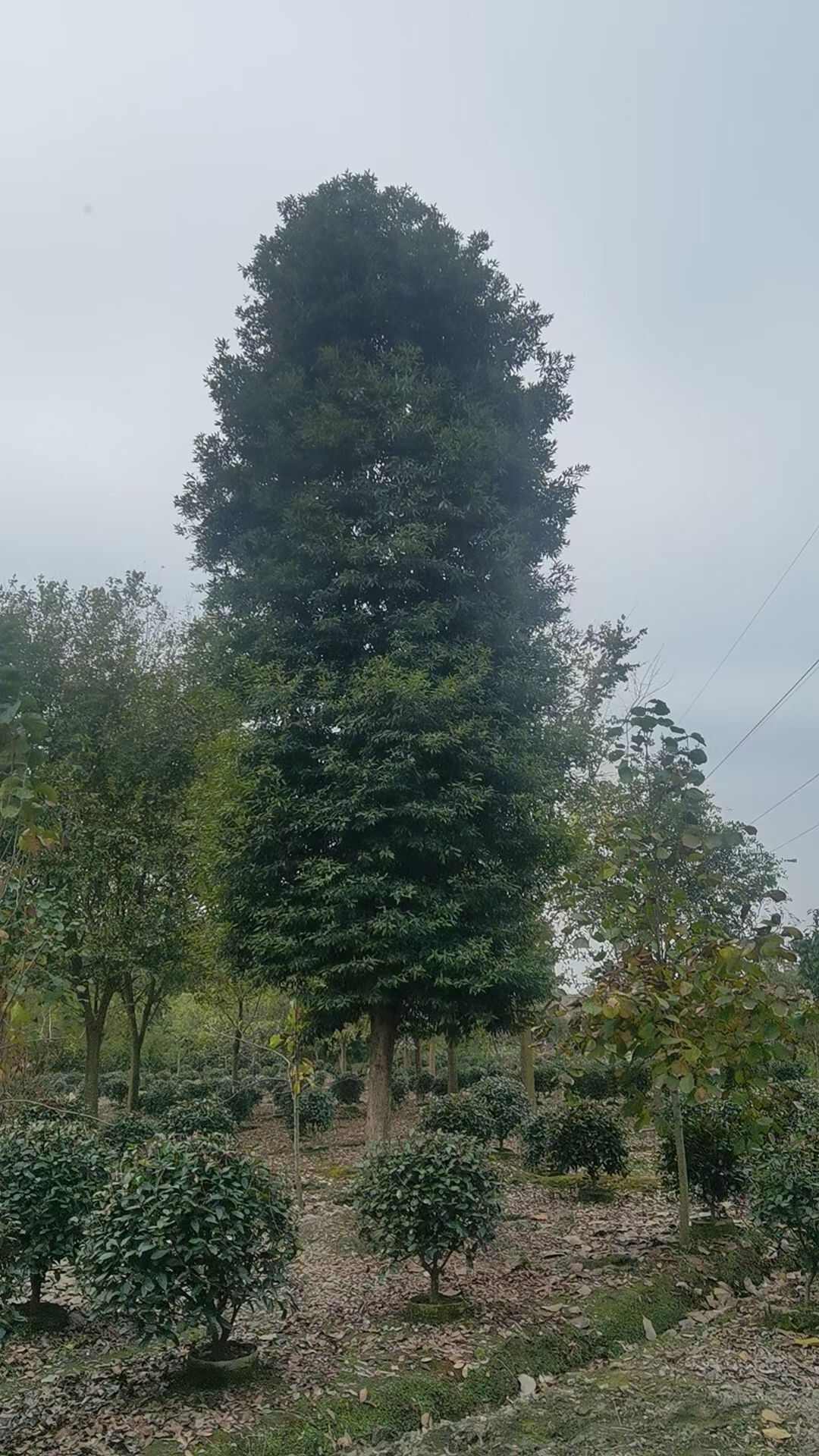 金丝楠木帝王之木四季长绿