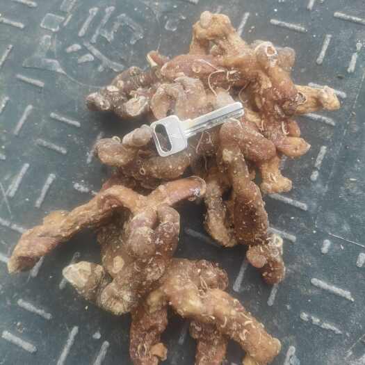 都匀市林下姜型黄精干货