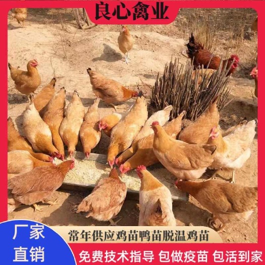 衡阳三黄鸡改良湘黄鸡 基地直卖小种黄土鸡苗另有五黑鸡苗绿壳蛋鸡苗