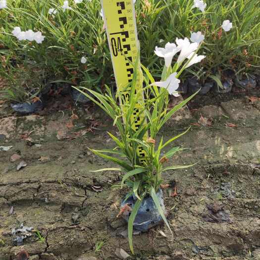 佛山白花翠芦莉