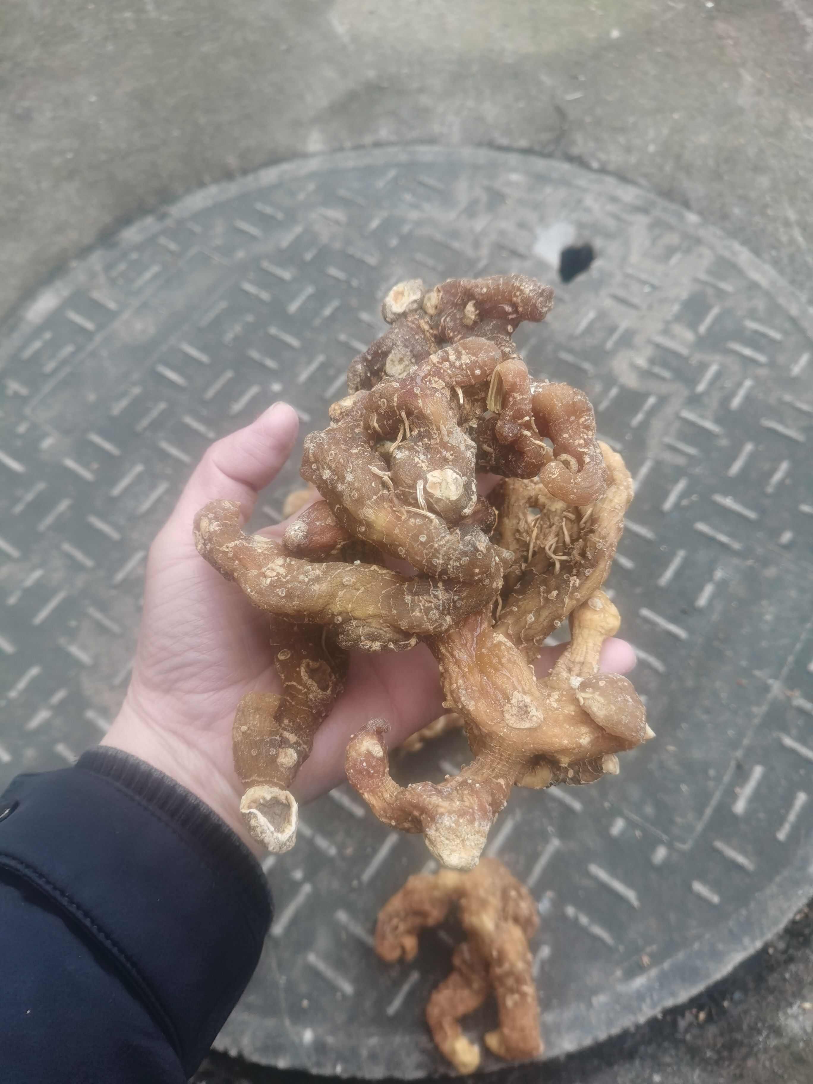 林下姜型黄精干货