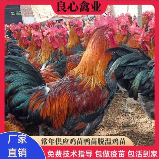 衡阳基地直卖鸡苗黑瑶鸡苗另有五黑鸡苗绿壳蛋鸡苗芦花鸡苗三黄蛋鸡苗
