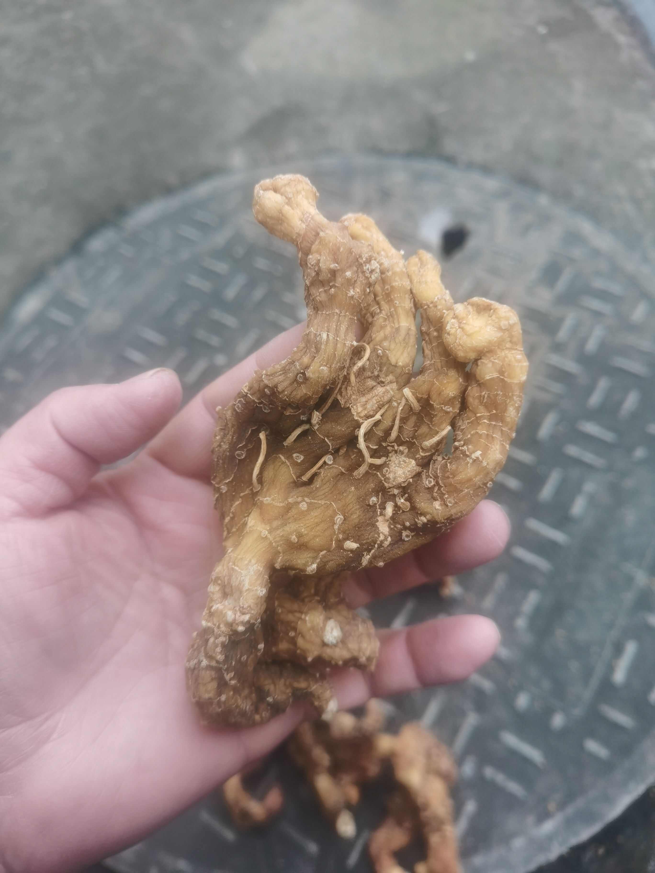 林下姜型黄精干货