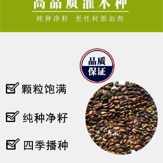 魏县优质刺槐种子耐旱速生护坡绿化抗风抗倒边坡防护刺槐种子