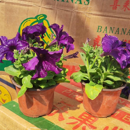 青州市矮牵牛花  牵牛花盆栽 道路绿化苗
