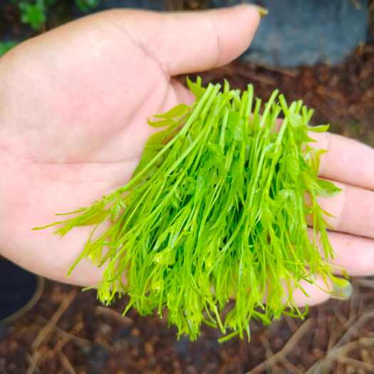 张家界张家界莓茶