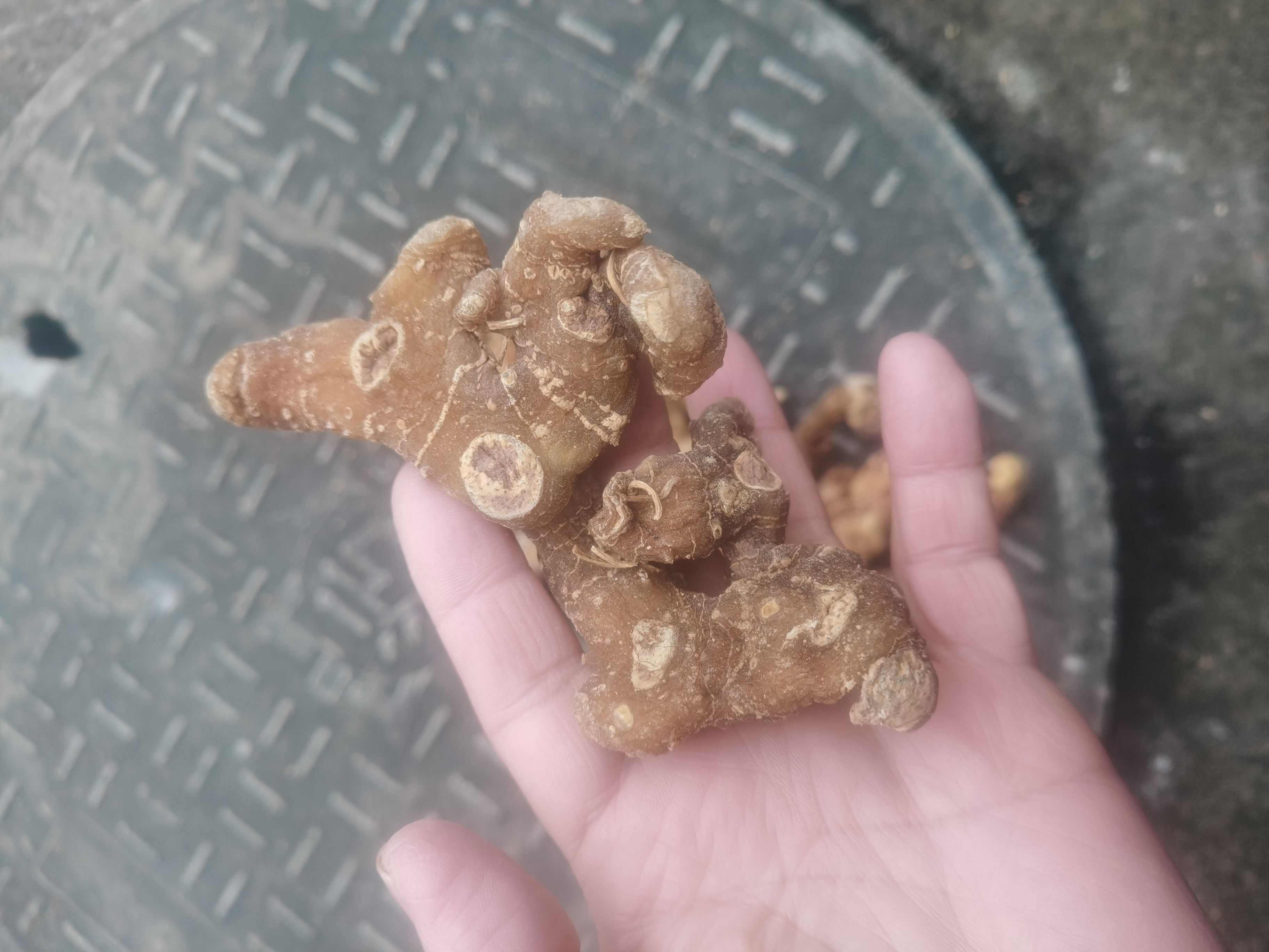 林下姜型黄精干货