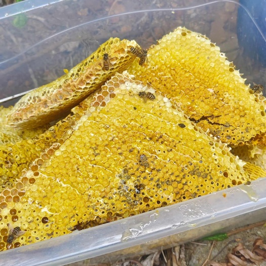 安顺来自山里土蜂蜜，中蜂