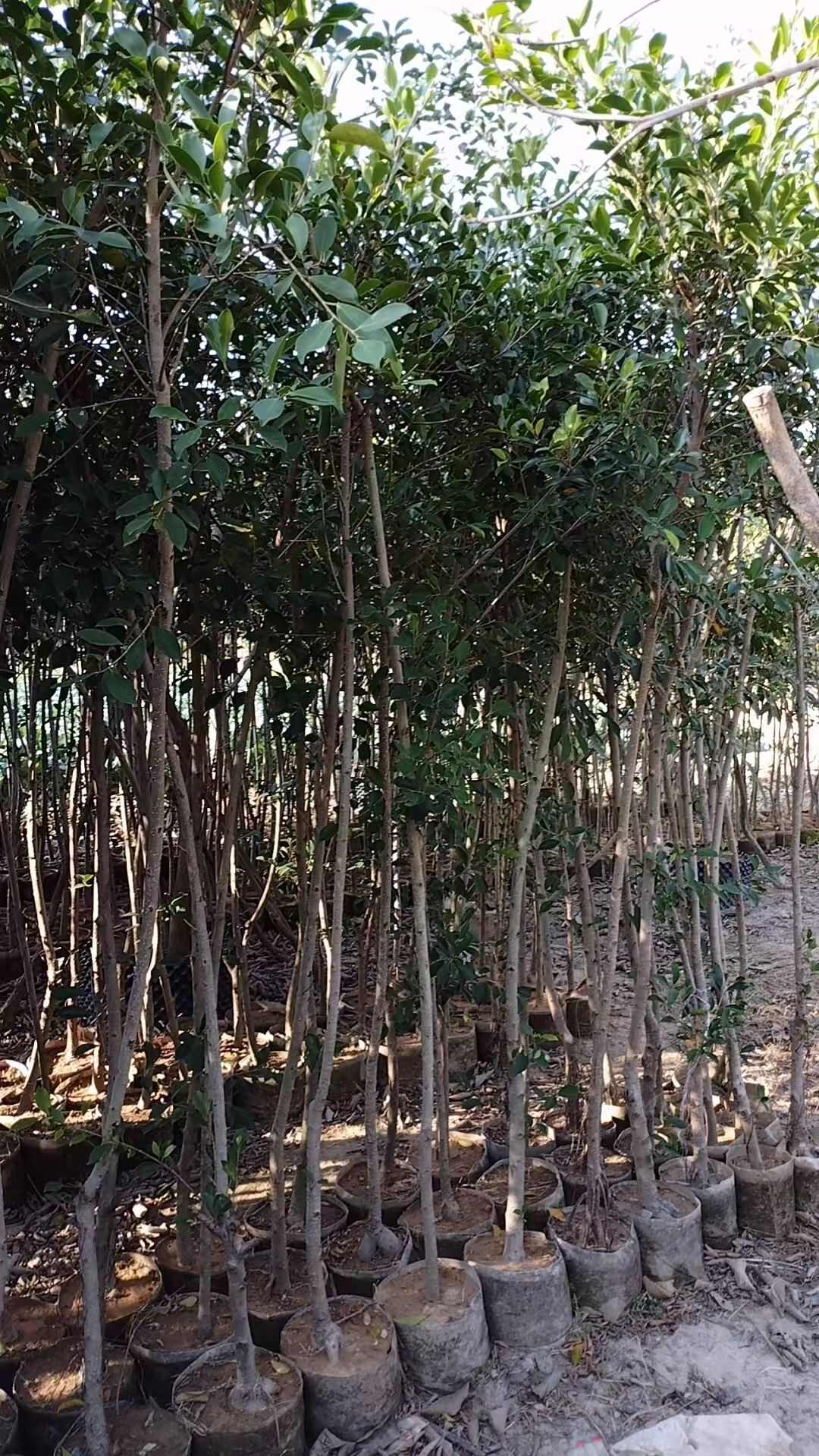 小叶榕细叶榕苗各规格榕树苗