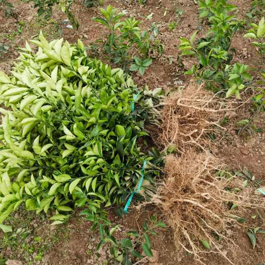 重庆市重庆江津药枳壳苗基地直销