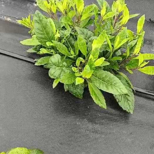 南宁长寿菜（明日草）菜