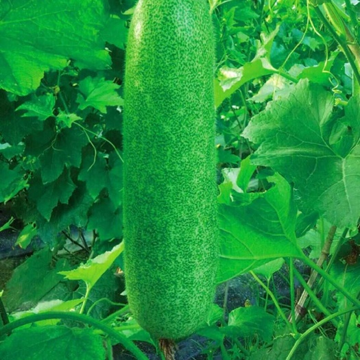 阳西县节瓜