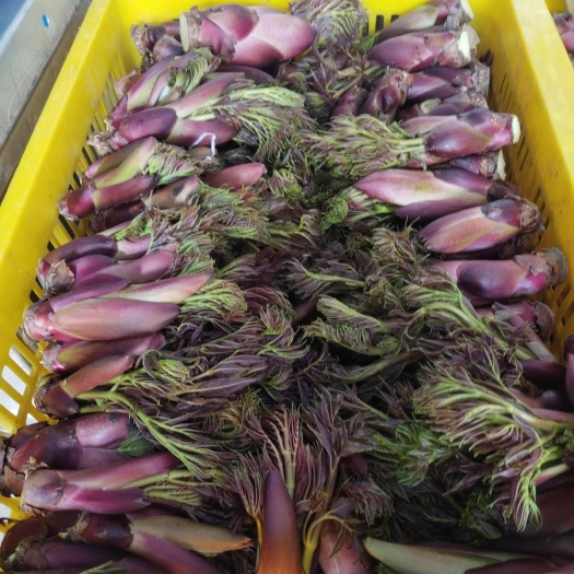 文山市树头菜，刺老牙