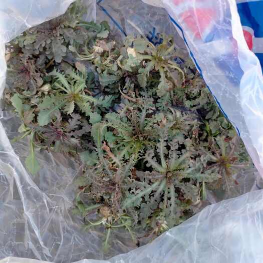 易县野生苦菜，大叶苦碟子，