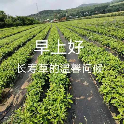 南宁长寿菜