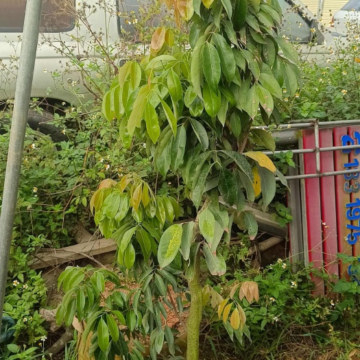 高州市桂味荔枝中苗