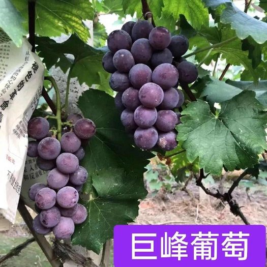 南宁葡萄苗@巨峰葡萄苗 广西南宁优质葡萄苗 健壮种苗支持批发零售