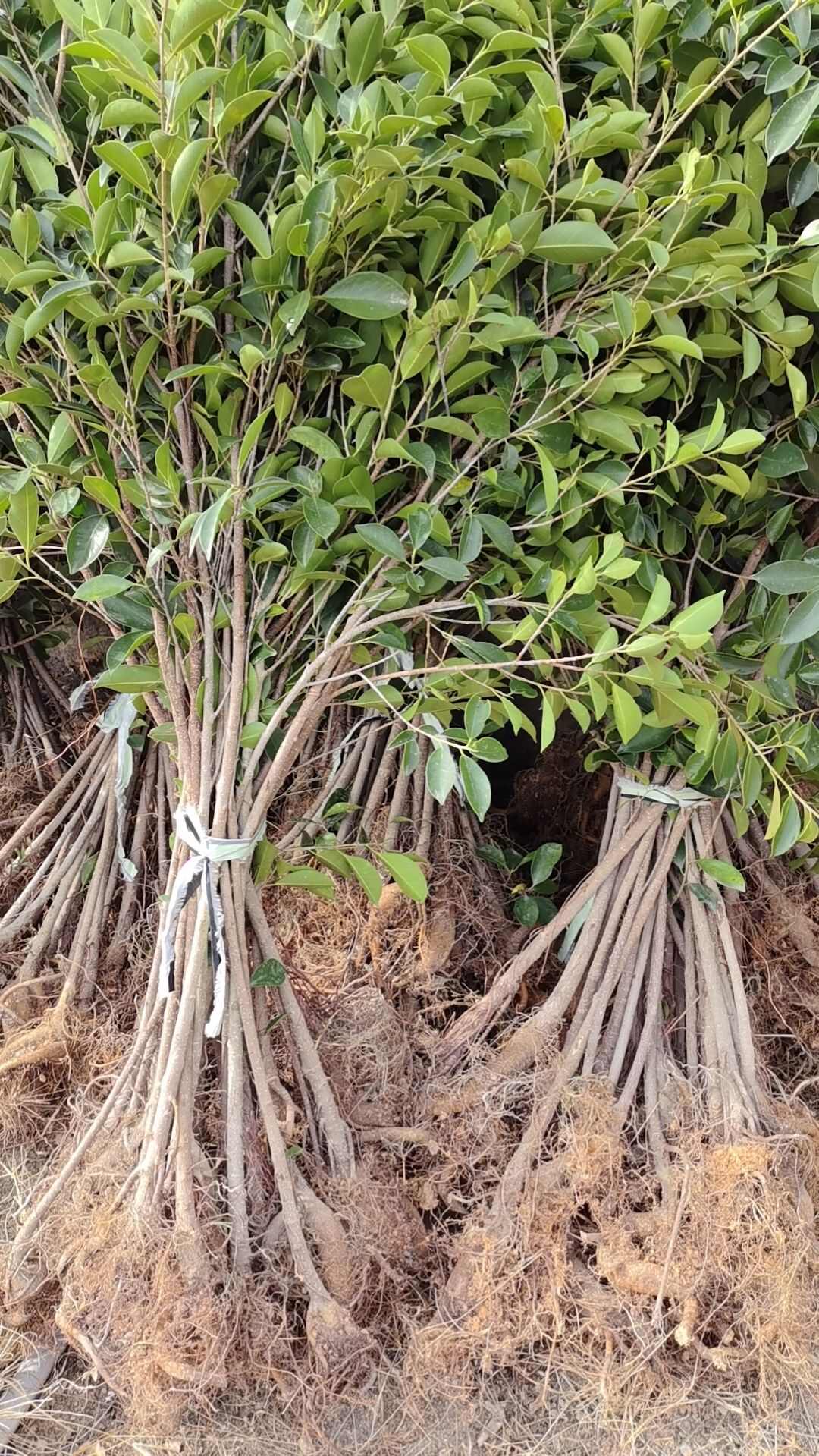 小叶榕细叶榕苗各规格榕树苗