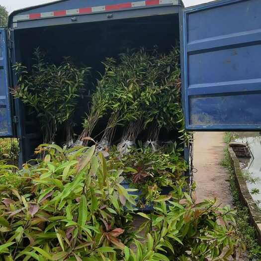 重庆江津区木荷袋苗苗木基地直销批发