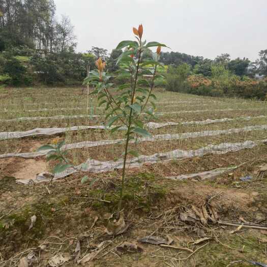 重庆江津区优质香樟袋苗基地直销