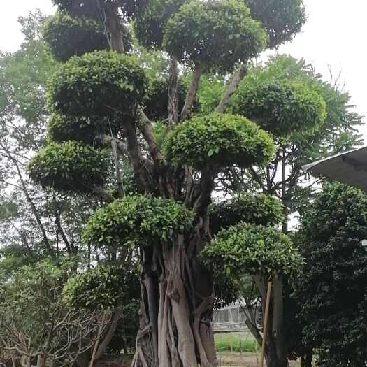 榕树小叶榕原叶自然型景和有修剪型绿植家庭别墅小区公园绿化