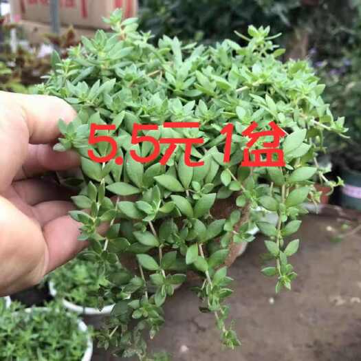 沭阳县垂盆草绿植好养活四季常青一件代发5.5元一盆，9.6元两盆