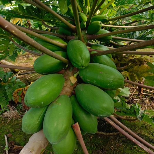 湛江水果大青木瓜大量供货