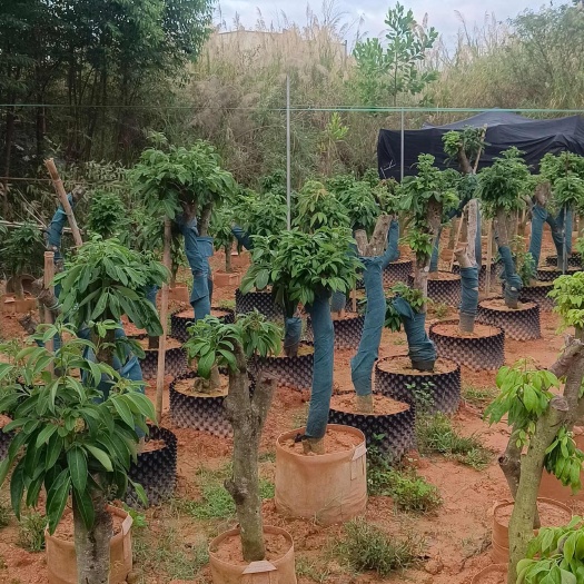 高州市白腊荔枝大苗