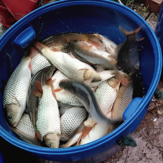 精品鲤鱼苗
