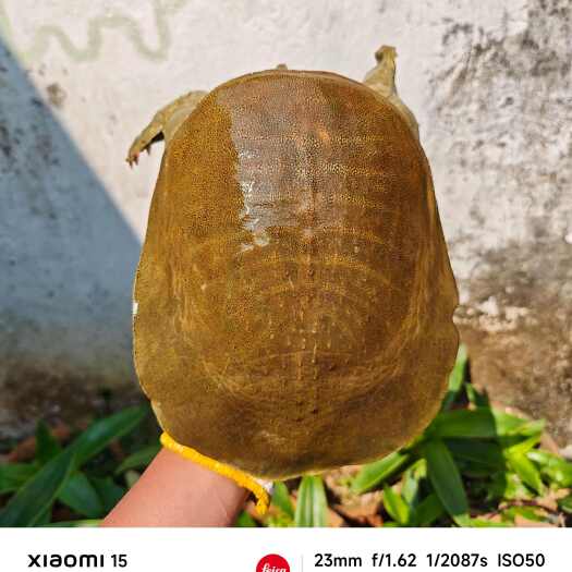 湛江水库水鱼甲鱼，一级水资源保护区钓上来的。