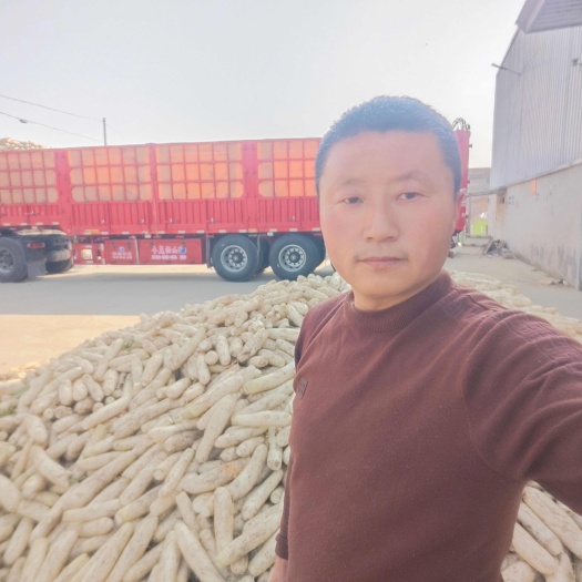 大量供应白萝卜，产地大量供应，精选白萝卜，加工厂通货白萝卜