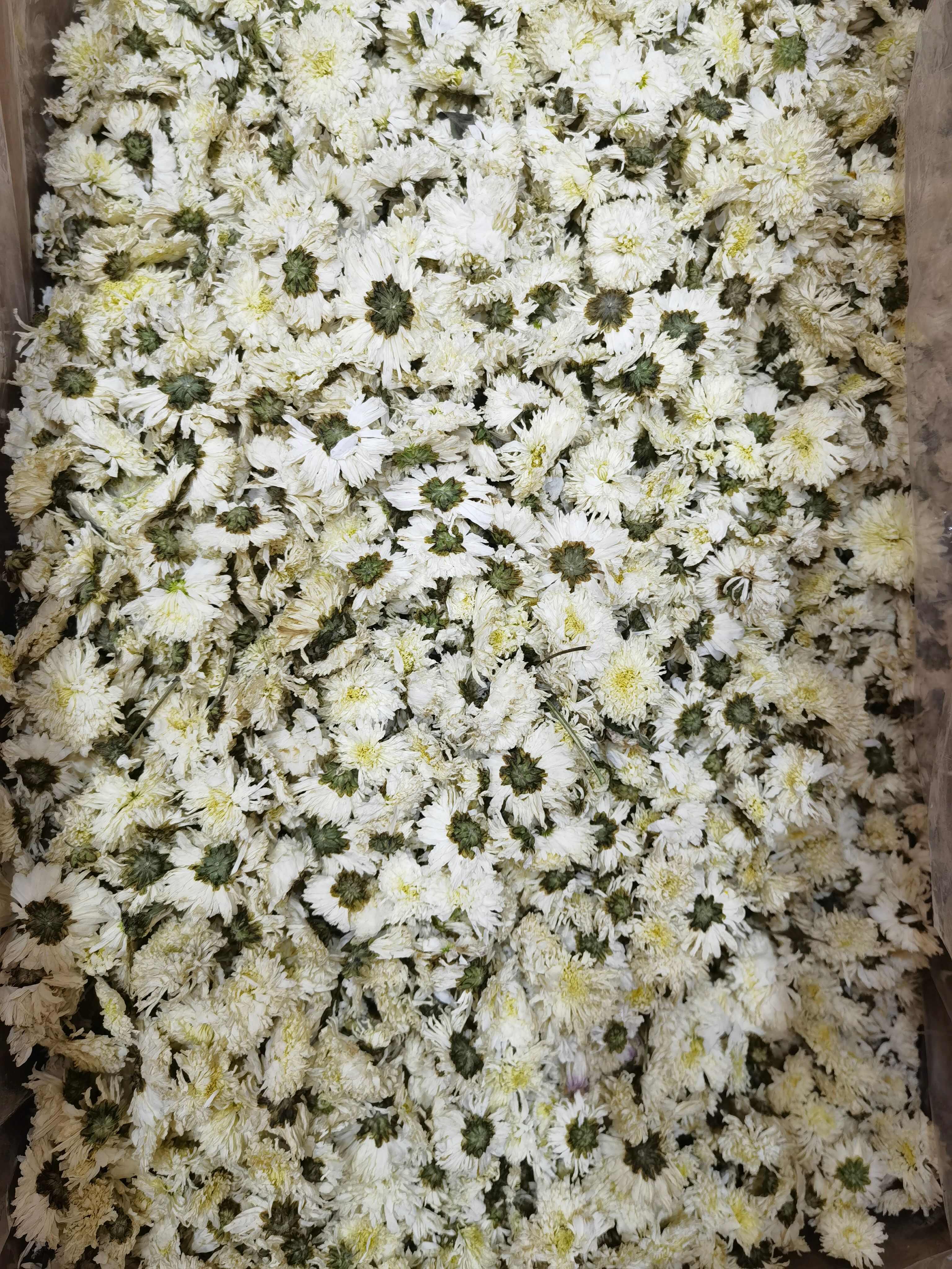 中药材菊花 七月菊 新货