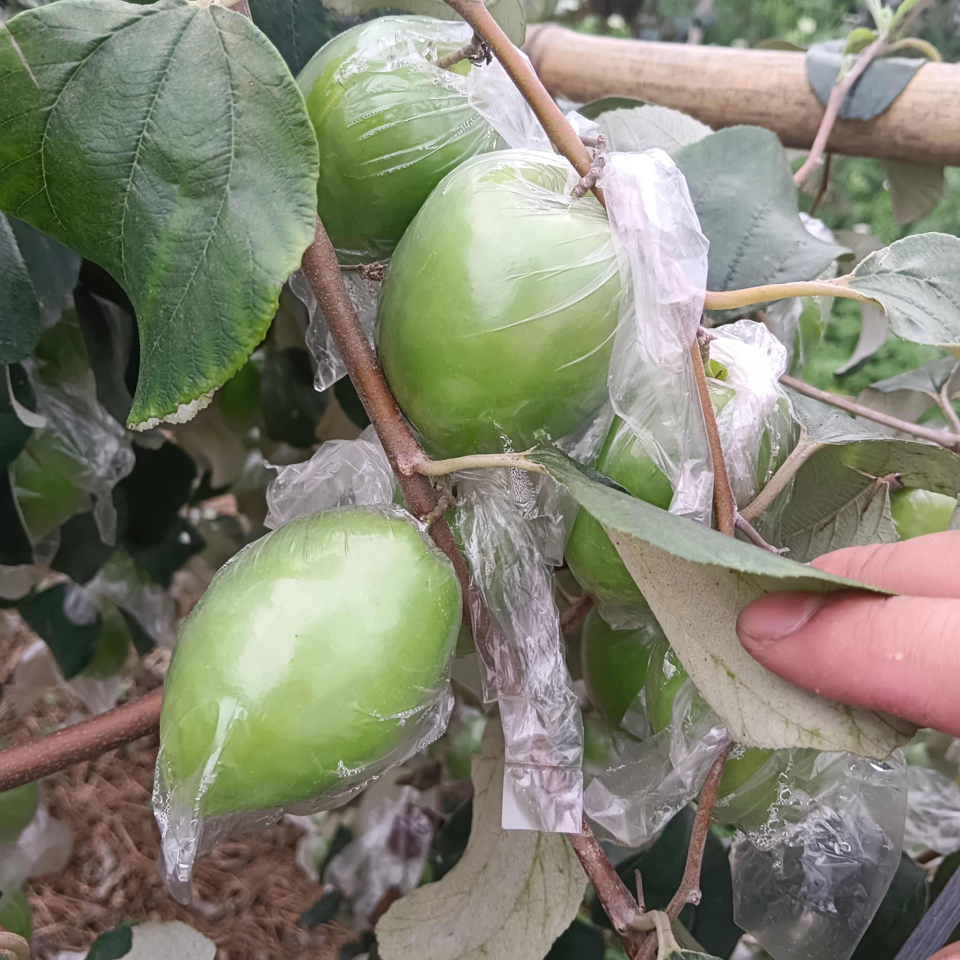 广西青枣牛奶枣大量现货供应，量大价优，对接全国客商，欢迎来电