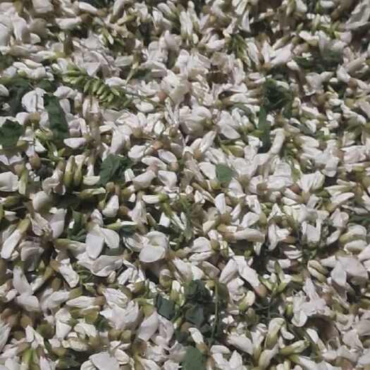 文山市洋槐花，榆钱，需要的抓紧啦
