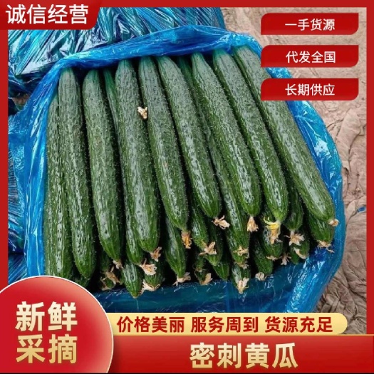 密刺黄瓜 河南商丘夏邑直供 优质蔬菜 绿色健康 口感脆嫩