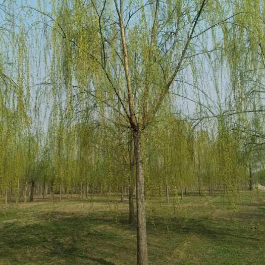 沭阳县基地大量出售垂柳，规格齐全，货源充足，欢迎各位老板来电交流