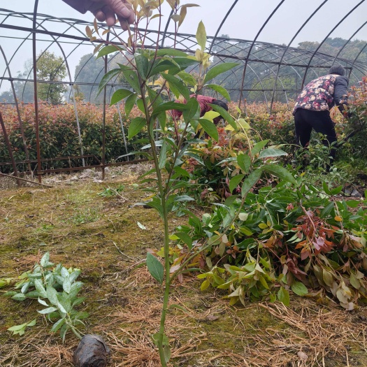 重庆市香樟苗（杯苗）庆津提供检疫证技术指导多种配送方式可开发票