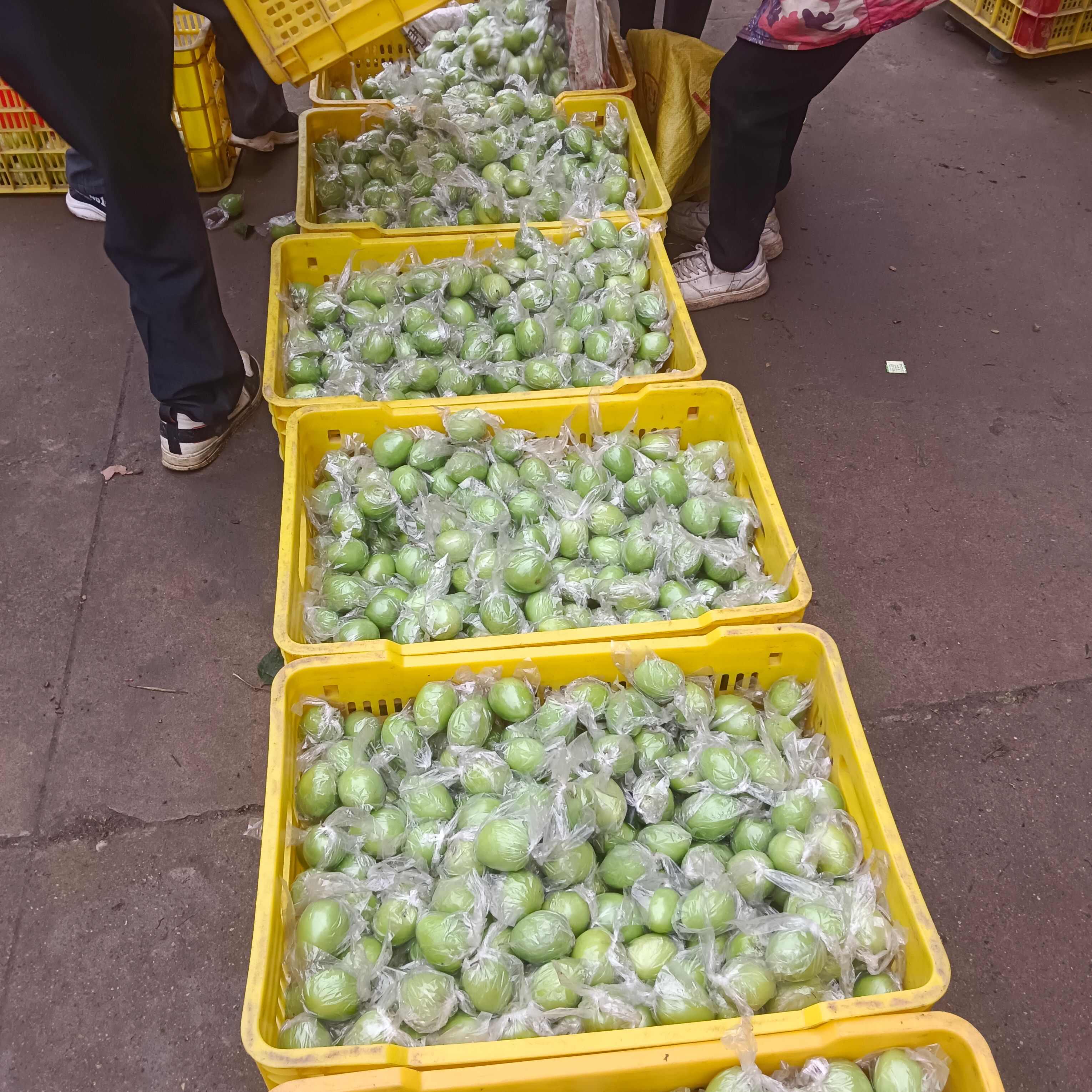广西青枣牛奶枣大量现货供应，量大价优，对接全国客商，欢迎来电