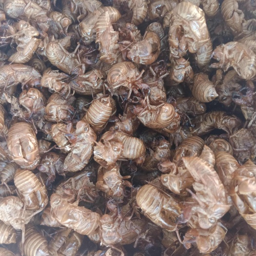 临沭县山东临沂水洗蝉蜕