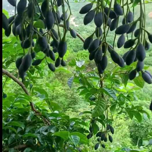苍梧县西山黑榄树苗