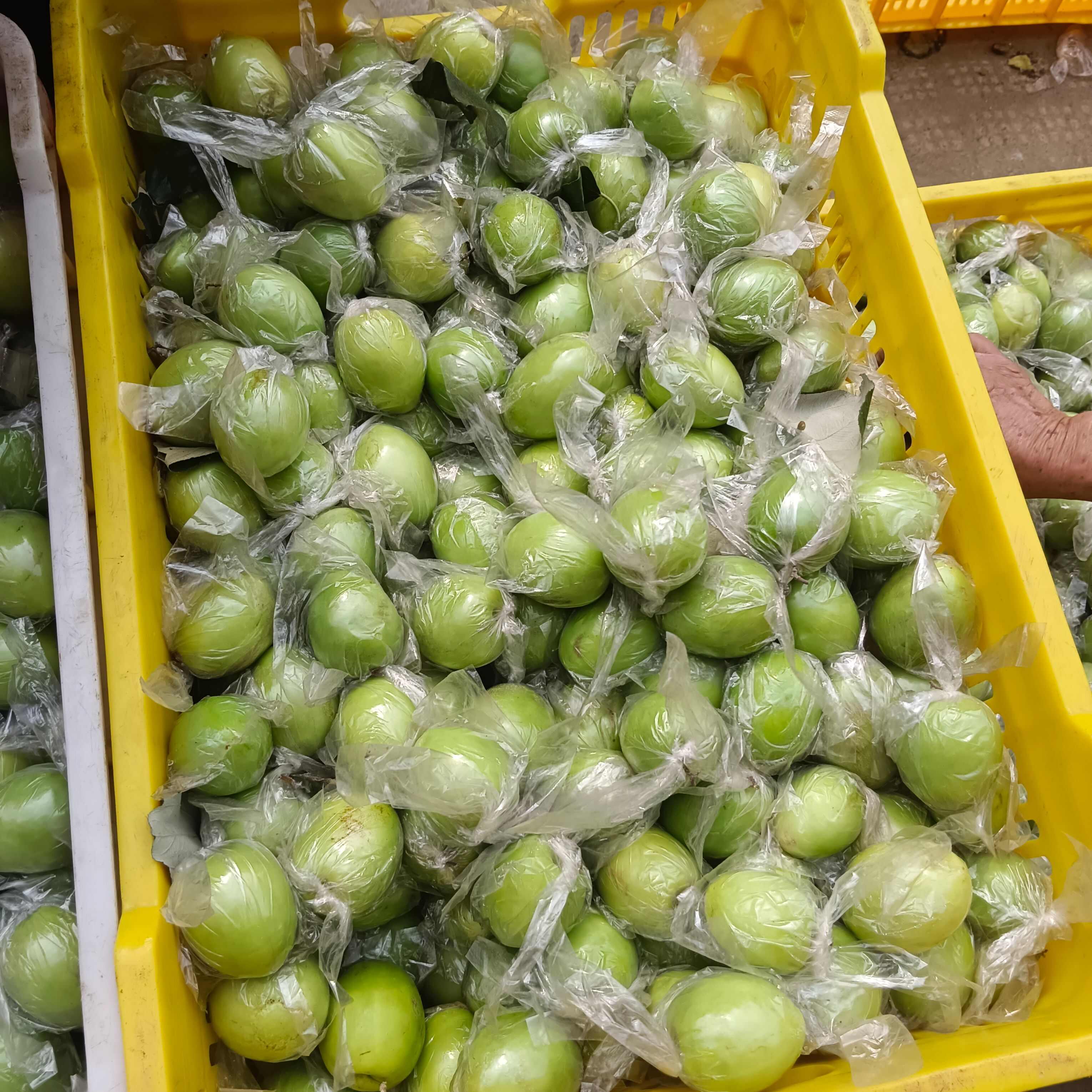 广西青枣牛奶枣大量现货供应，量大价优，对接全国客商，欢迎来电