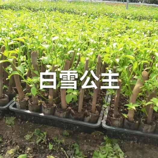 漳州自家三角梅基地100多个品种小袋苗，热销中