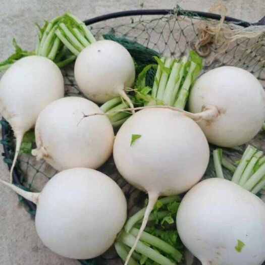 反季节蔬菜也白元萝卜为主