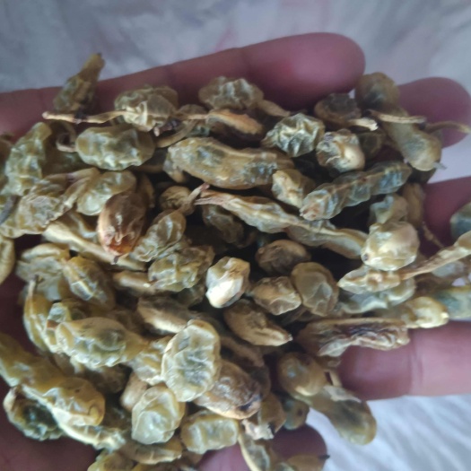 沂蒙山区中药材槐角（槐连豆）今年新货，货干颜色好